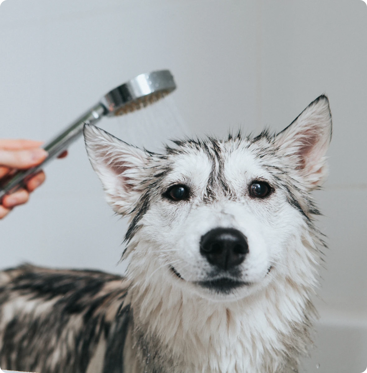 Happy husky getting showered